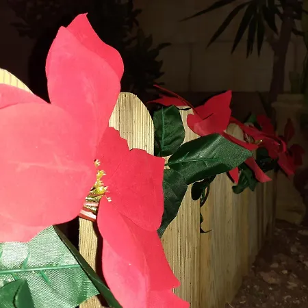 Laringa Holiday 艾因西莱姆